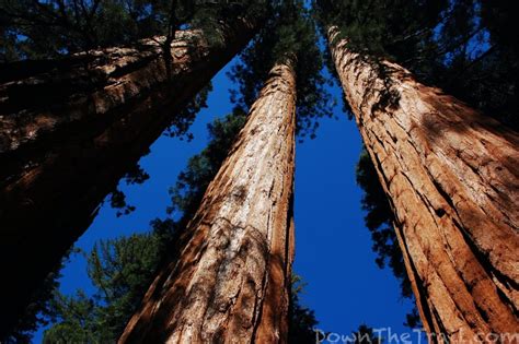 How to Hike Yosemite's Mariposa Grove - Trail Map & Guide