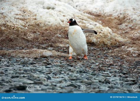 Penguin in Its Natural Habitat in Antarctica Stock Photo - Image of ...