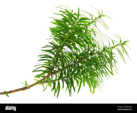 Japanese yew berries. Taxaceae evergreen conifer. The berries are used for raw food and fruit ...