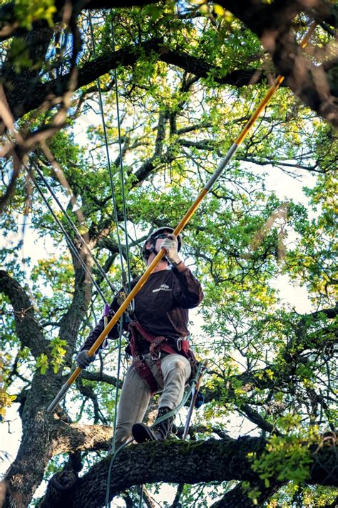 Tree Pruning and Shaping · Sacramento’s Best Tree Care + Arborist