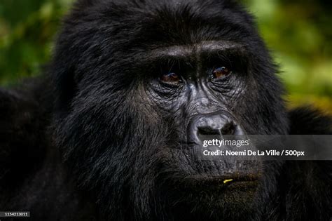 Silverback Gorilla High-Res Stock Photo - Getty Images