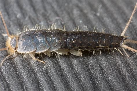 Silverfish Infestations in Winter and How To Eliminate Silverfish