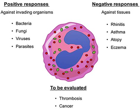 Eosinophil Function