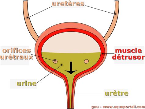 Détrusor : définition et explications