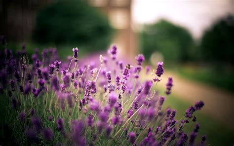 lavender fields wallpaper - HD Desktop Wallpapers | 4k HD