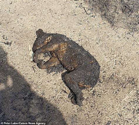 Bushfires: Charred corpse of koala who curled up in a ball makes fireys ...