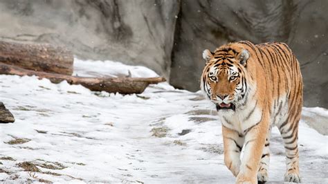 Snow Tiger On The Prowl, siberian tiger, snow tiger, hunting tiger ...