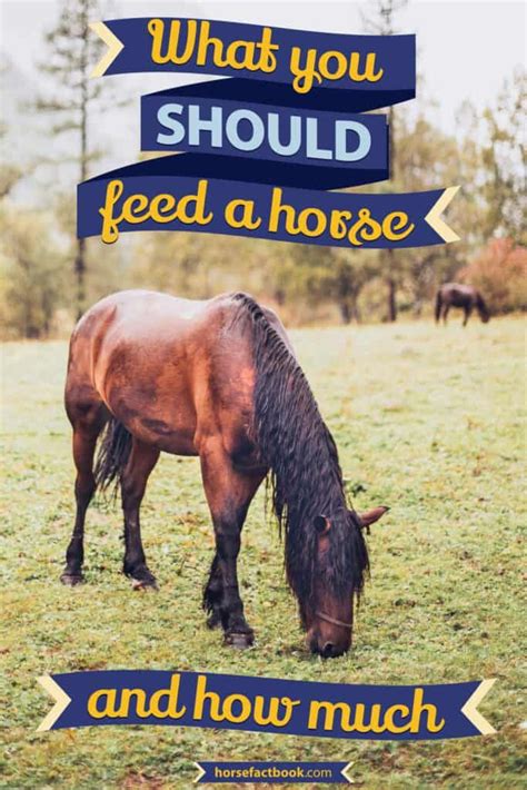 | Horse Factbook | Horse feed, Horses, Horse health