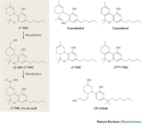 100 best THC metabolism images on Pinterest | Metabolism, Cannabis and ...