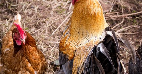 Free stock photo of chicken, cockerell, farm