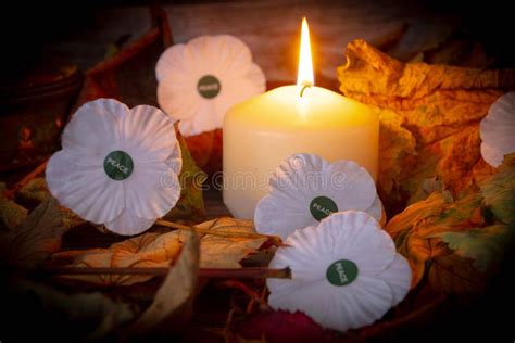 White Poppy Peace of Armistice Day Symbol of Peace Stock Photo - Image ...