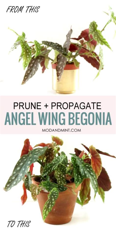 How to Propagate Angel Wing Begonia Plants