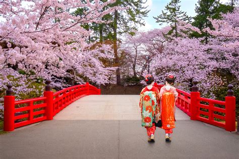 Les cerisiers en fleurs du Japon