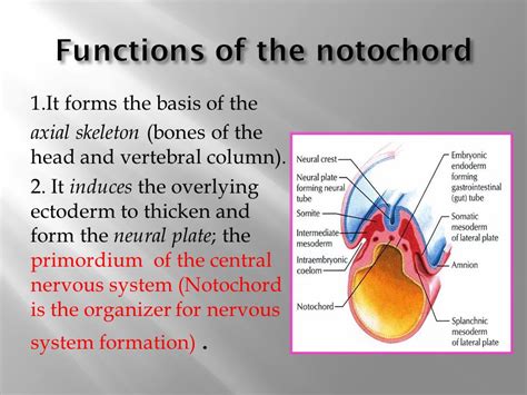 EXAMS AND ME : Notochord