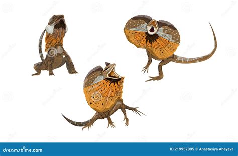 Set of Frilled Lizards Chlamydosaurus Kingii or Frill-necked Lizard ...