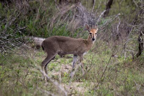 Common Duiker - Wildlife Vagabond