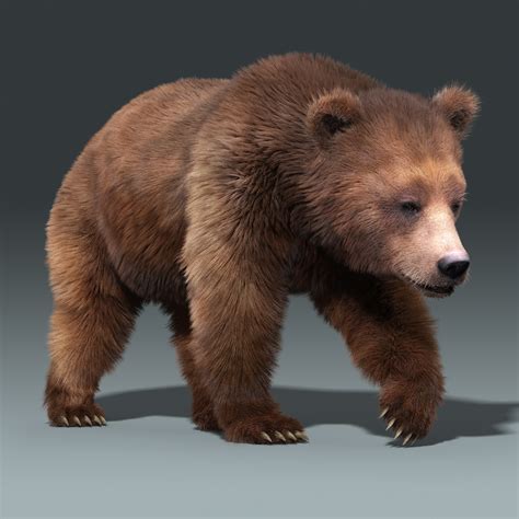 brown bear 3 fur 3d model