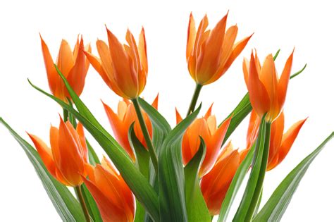 Download Tulips, Spring, Flower. Royalty-Free Stock Illustration Image - Pixabay