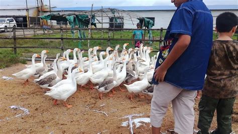 গ্রামে হাশ পালন পদ্ধতি Duck farming in village amazing Duck farming in ...