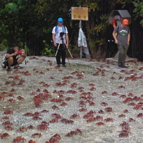 Christmas Island Red Crab Migration in Christmas Island, Christmas Island (Google Maps)