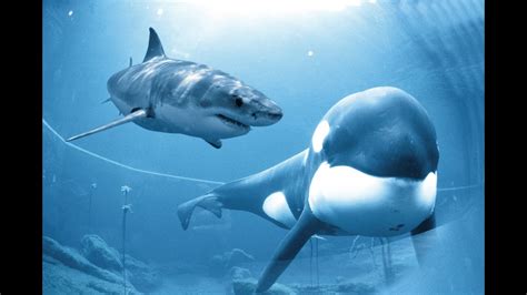 Killer Whale vs Great White Shark Documentary 2014 - YouTube