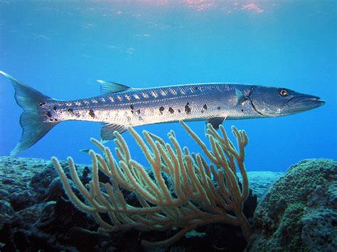 Yucatan Wildlife: Oceanic Fishes of the Yucatan