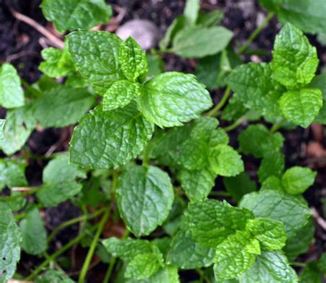 Versatile Herbs - Guest Post for CountrylifeGreenside Up