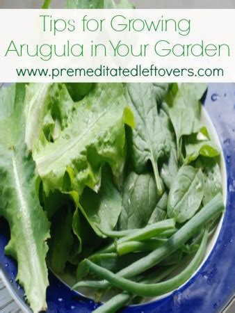 Tips for Growing Arugula in Your Garden