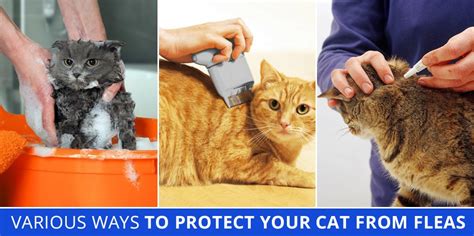 Various Ways To Protect Your Cat From Fleas | DiscountPetCare