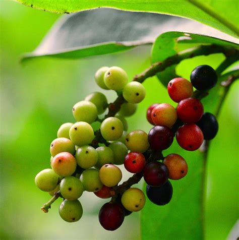 Benefits Antidesma bunius fruit ( bignay / bugnay / bignai wild cherry / currant tree ) for ...