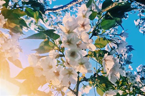 Guide to Spring Photography (+ 14 INSIDER Tips!)