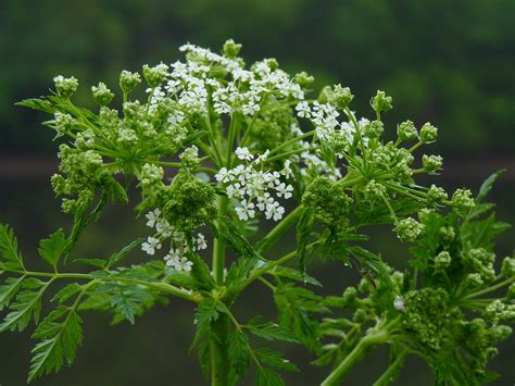 The History of Hemlock: A Not-So-Healing Herb - Plants and Plantagenets