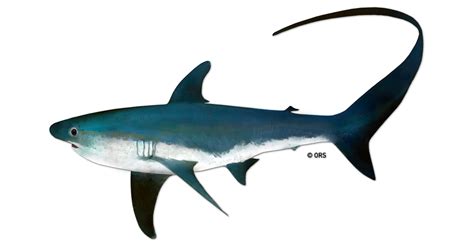 Common Thresher Shark | Shark Science Requins