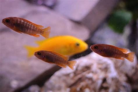 Rusty Cichlid Care: Tank Mates, Diet, Size & more