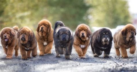 Tibetan Mastiff Price In India | Breed Info & Maintenance Cost