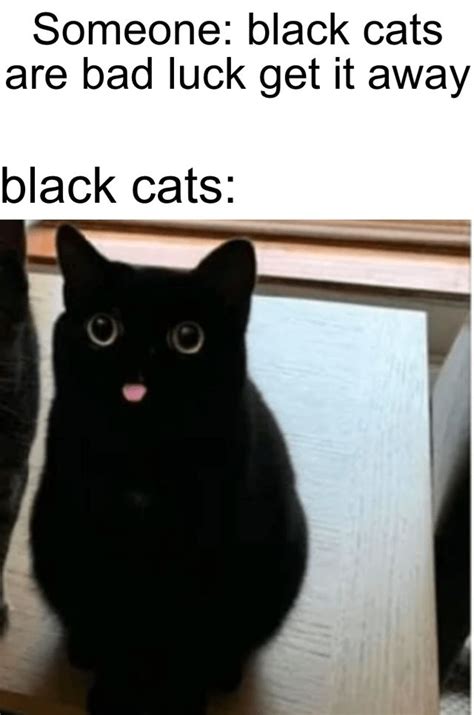 Black cats | Funny animal jokes, Funny cute cats, Cat memes