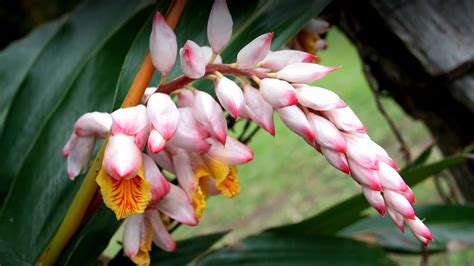 Ginger | San Diego Zoo Animals & Plants