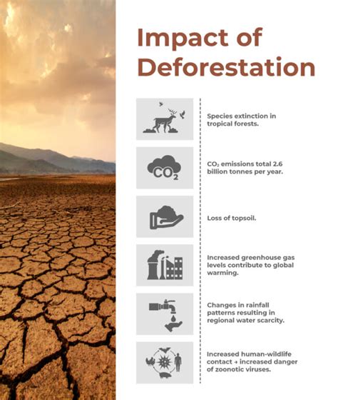 Deforestation Causes, Trends and Impact – Evoscien