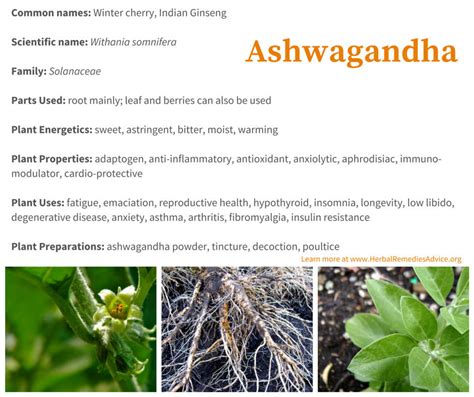 Ashwagandha Benefits