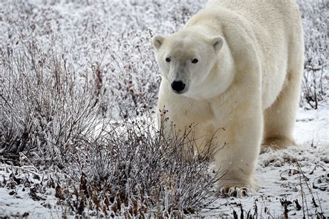 Canada Wildlife – Ramdas Iyer Photography