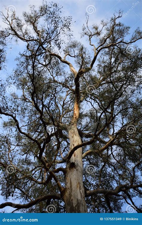 Large Eucalyptus Tree stock image. Image of natural - 137551349