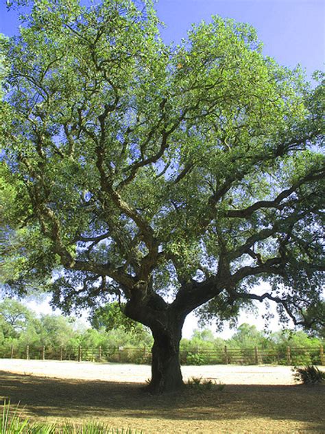 Cork Oak | Lindas paisagens, Paisagens