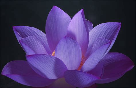 Purple Lotus Flower - Flower HD Wallpapers, Images, PIctures, Tattoos and Desktop Background