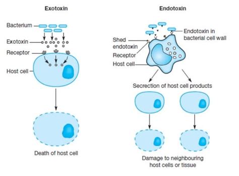 Bacteria Toxins