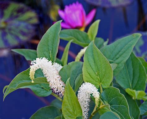 Stormwater Wetlands 101 — Dragonfly Pond Works