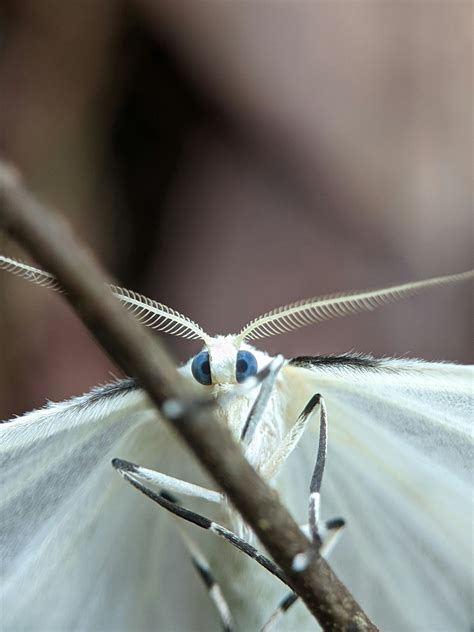 White Moth Photos, Download The BEST Free White Moth Stock Photos & HD ...