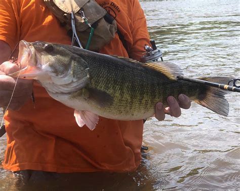 Shoal Bass to be Designated as Official Georgia State Riverine Sport ...