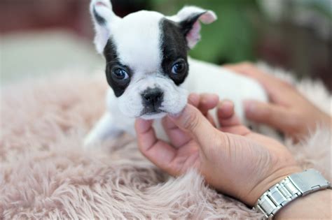 Aphrodite the Mini French Bulldog ($2,500) - Top Dog Puppies