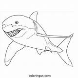 Shark Coloring Pages  Free Printable PDF Sheets sketch template