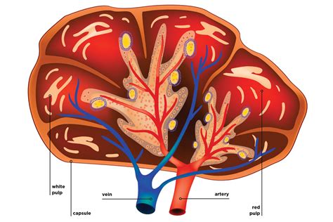 Spleen Anatomy Diagram